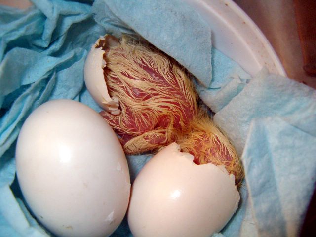 Qué aves ponen huevos sin fecundar 1 pichC3B3n