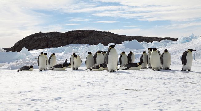 Pingüinos en su hábitat natural antártico