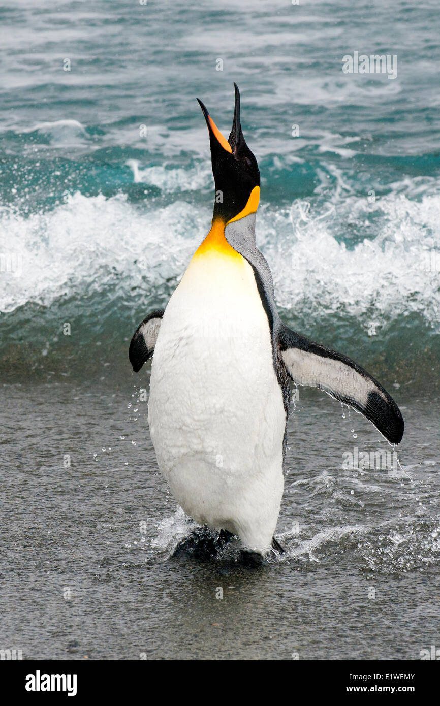 Pingüinos rey alimentándose en el mar