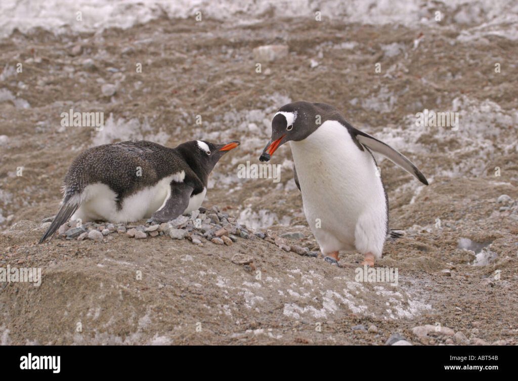 Cómo cortejan los pingüinos piedra