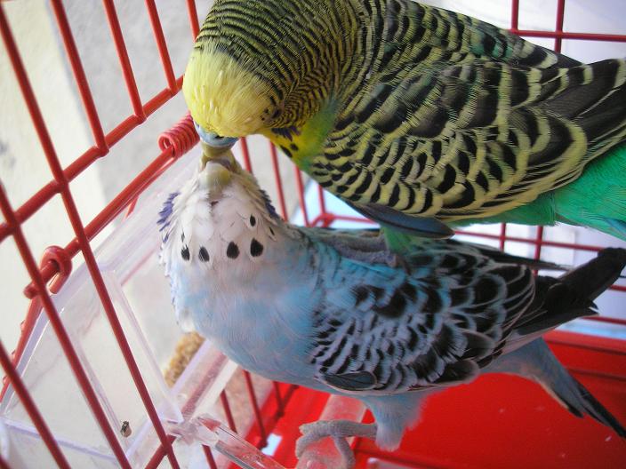 Periquitos de amor empollando sus huevos