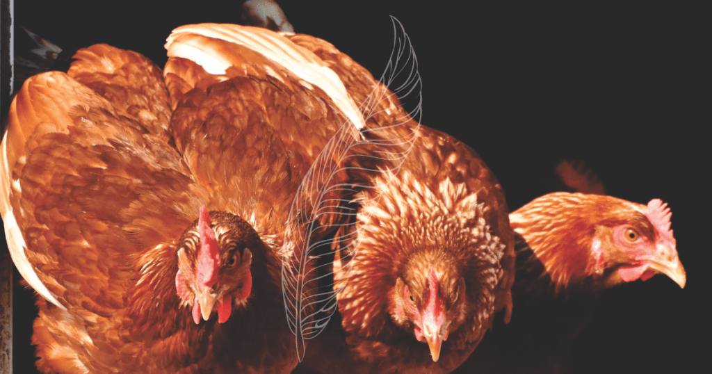 Qué pasa si se mojan las gallinas ponedoras 1 plumas ponedoras 1200x630 1