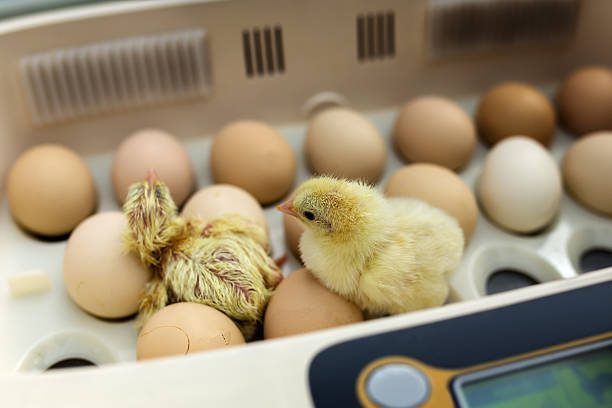 Imagen de huevos no volteados en incubadora