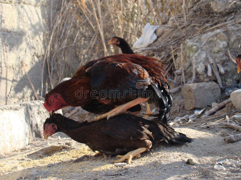 Gallo y gallina apareándose en el campo