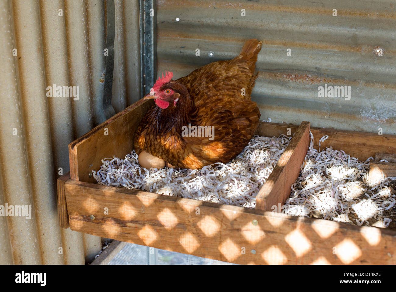 Cuántas horas de luz necesita una gallina para poner un huevo 2 Gallina poniendo huevos en un gallinero