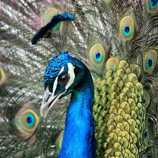 Cuáles son los colores del pavo real 2 Cola desplegada de pavo real macho