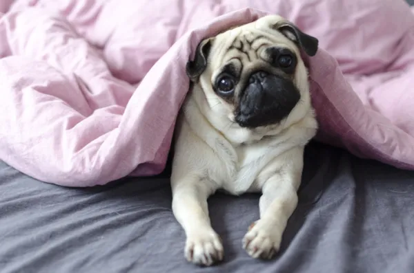 Por qué mi perro saca su cama de su casa 1 por que los perros rascan la cama 50316 600 1