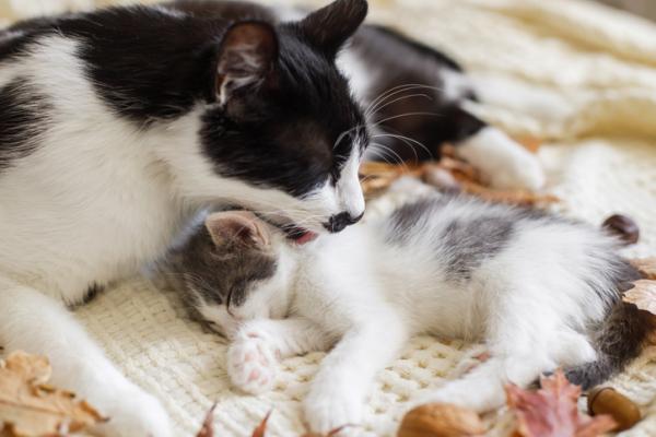 Por qué las gatas abandonan a sus crías recién nacidas 4 Gata cuidando a sus crías en naturaleza