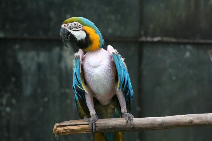 por que mi loro se arranca las plumas causas y que hacer 46089 orig