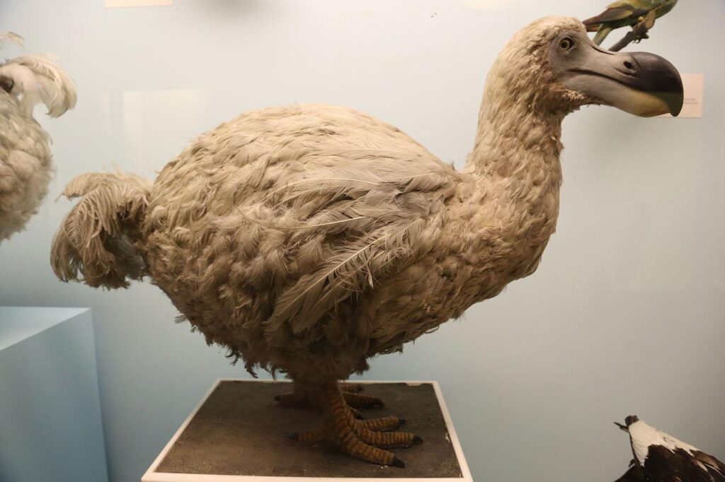 por que se extinguio el pajaro dodo 1065 orig