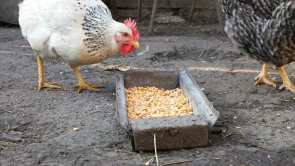 Gallina picoteando en el corral