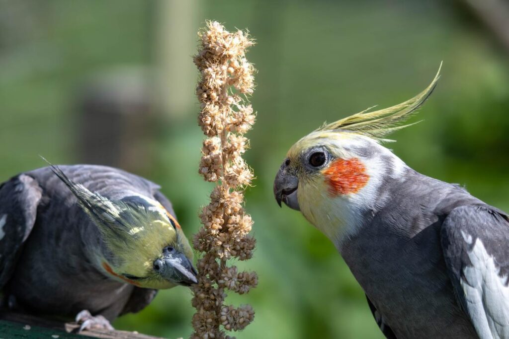 Qué frutas y verduras puede comer una ninfa 1 que comen las ninfas 26480 orig