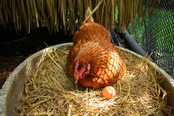Cuántas horas de luz necesita una gallina para poner un huevo 1 que necesitan las gallinas para poner huevos 26671 2 600