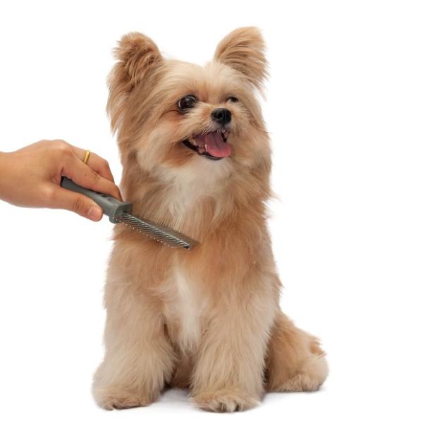 Perro disfrutando de ser cepillado suavemente