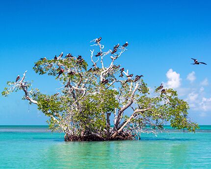 Sian Ka'an: Significado y Maravillas de Este Patrimonio Natural 2 Fauna y flora en Sian Ka'an