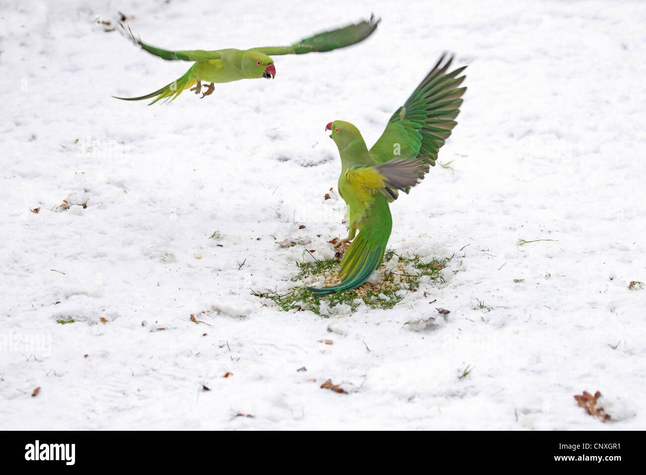 Pericos verdes volando en un bosque
