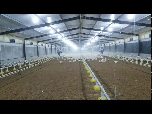 Producción de Pollos de Pilgrims: Cifras Anuales 1 sddefault 16