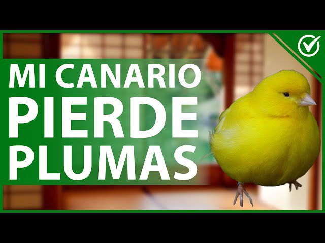 Cuándo dejar de criar canarios: señales y consejos 2 Canario con plumaje desaliñado y apagado