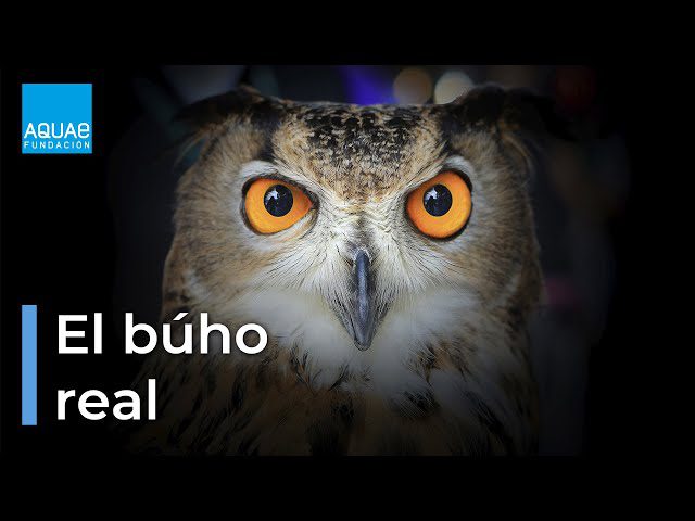 Qué hace el búho canta: Misterios de su canto nocturno 2 Búho cantando en la oscuridad nocturna