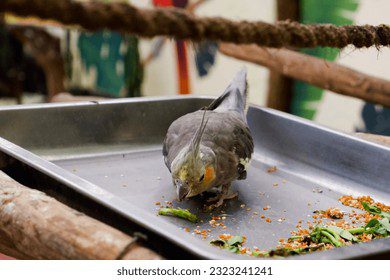 Pájaro azul comiendo comida casera feliz