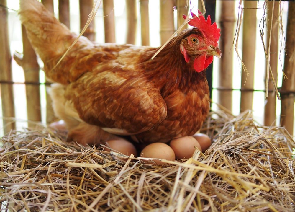Gallina ponedora comiendo alimento balanceado