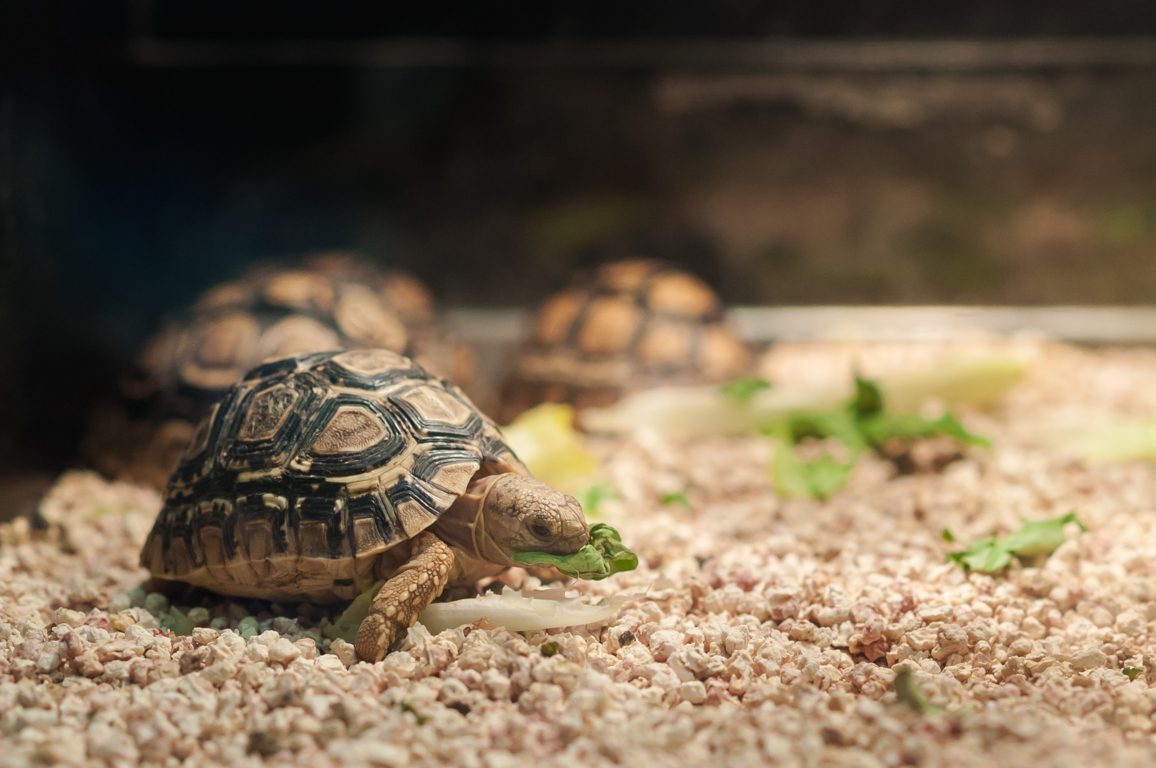 Tortuga de tierra en su hábitat natural