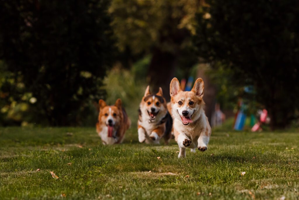 Por qué mi perro se pone a correr en circulos 1 shutterstock 574418953 1