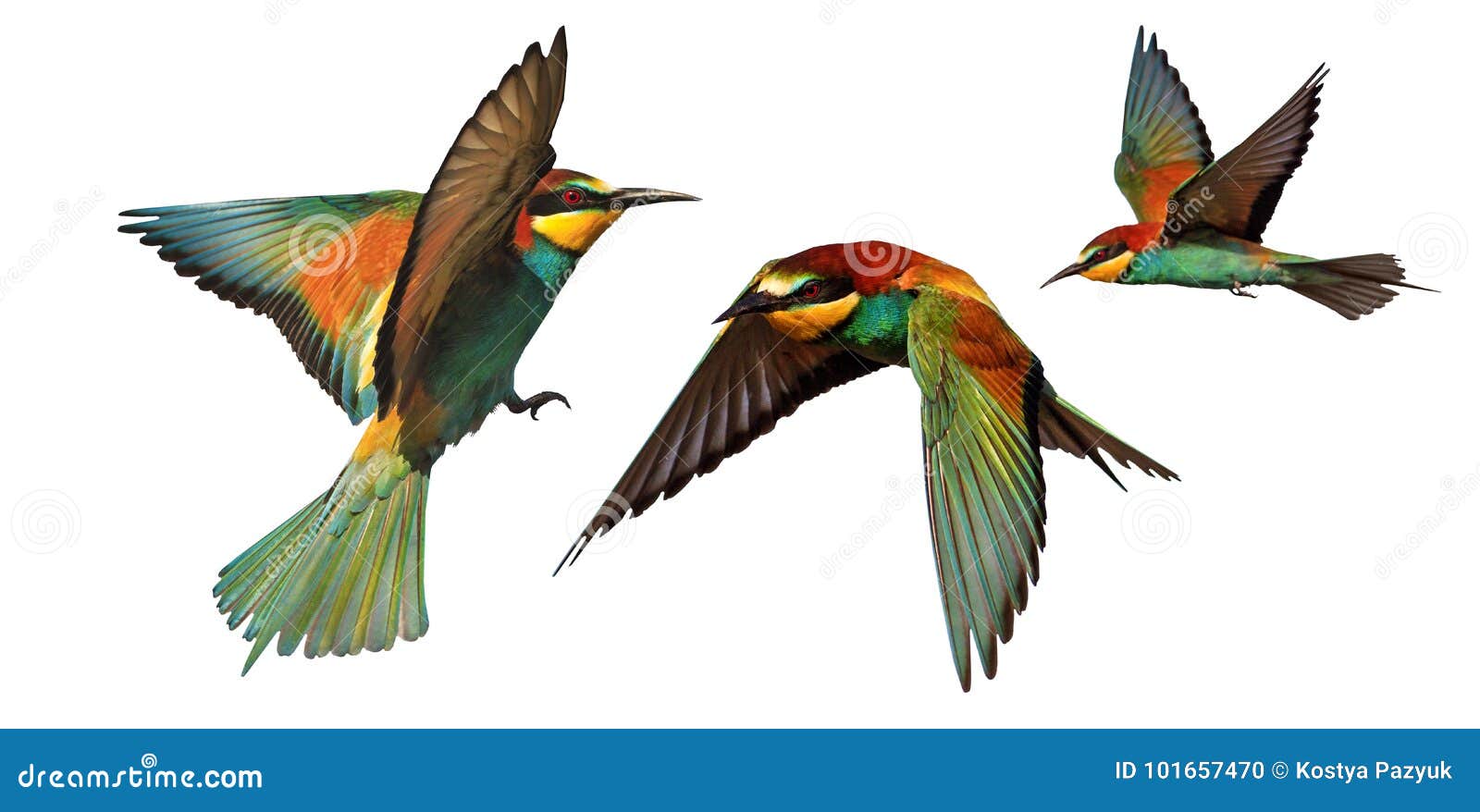 Pájaros de diferentes colores en vuelo
