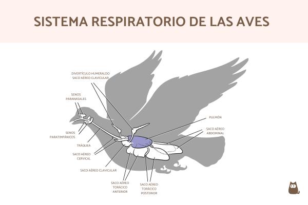 Cómo se llama el tipo de respiración de las aves