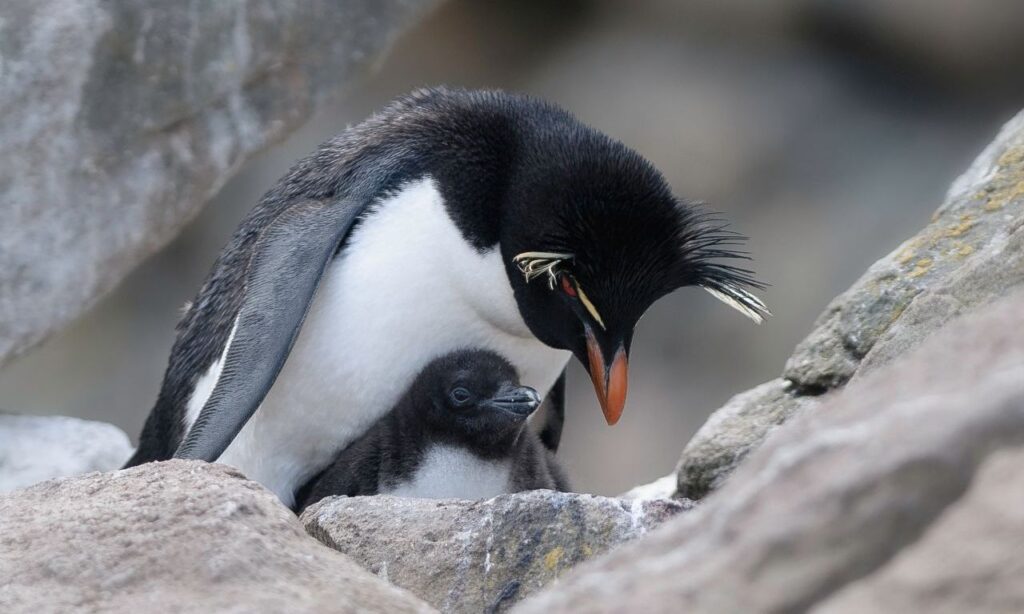 Dónde construyen sus nidos los pingüinos de penacho amarillo 1 sou 01