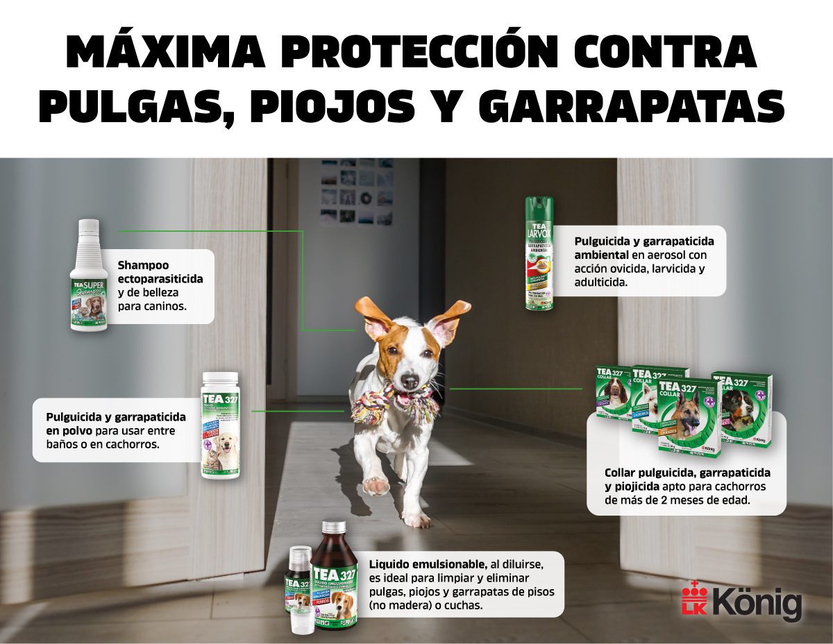 Imagen: Tratamiento eficaz para eliminar piojos y pulgas