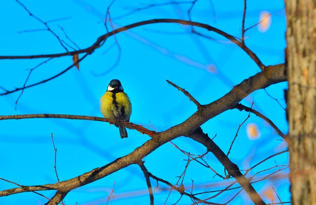 Qué significan las plumas amarillas 1 teta rama arbol pajaro bosque plumas amarillas sobre fondo borroso region novosibirsk 433016 3602