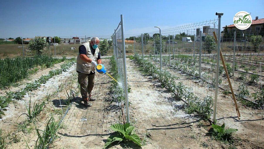 Cómo usar la tierra de diatomeas como insecticida 1 tierra diatomea 3 1530581244