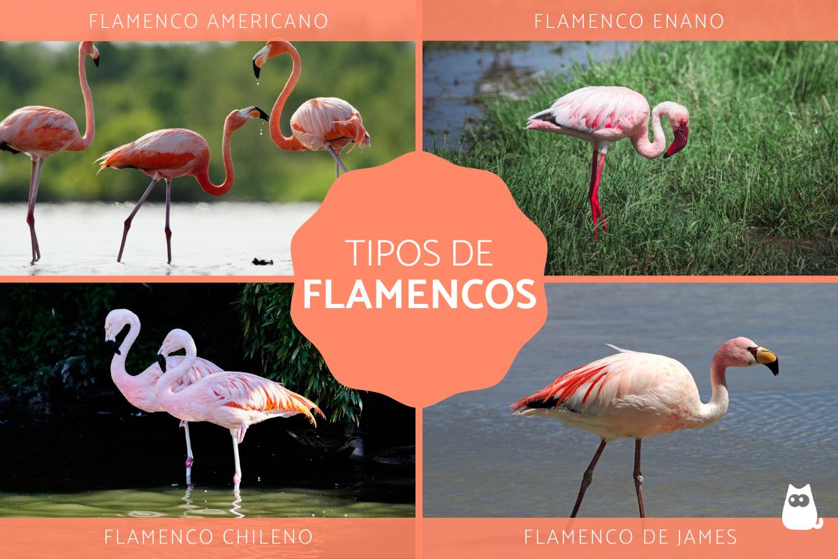 Flamencos comparados con otras aves similares