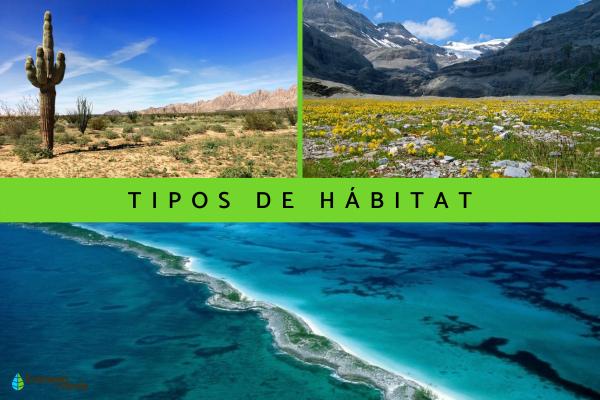 Dónde vive: Explorando el hábitat de diversas especies 1 tipos de habitat 3648 600