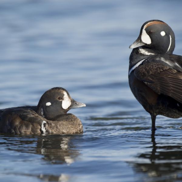 Que se sabe del pato: curiosidades y datos interesantes 1 tipos de patos 24444 600 square