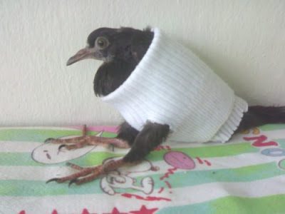 Ave con ala fracturada siendo atendida