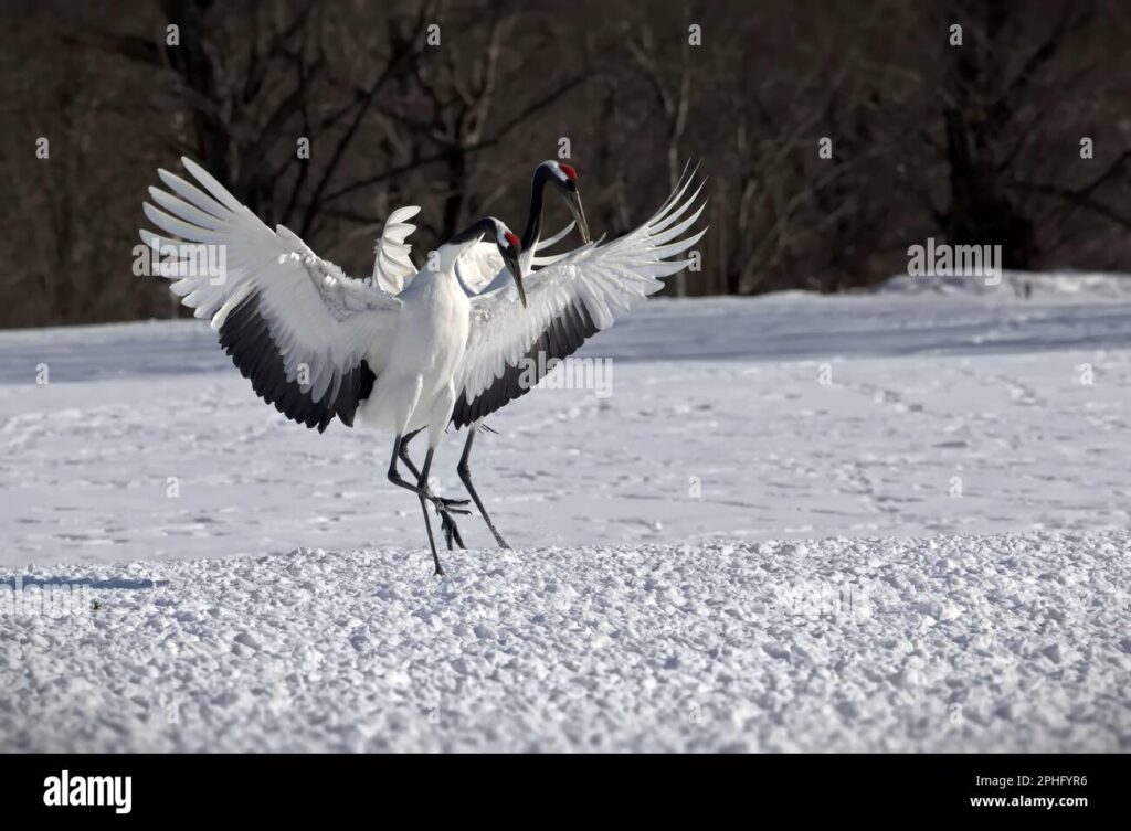 Grulla: Significado y Simbolismo en Diversas Culturas 1 un majestuoso disparo de gruas de corona roja de pie en el suelo nevado con sus alas extendidas en el telon de fondo invernal en japon 2phfyr6