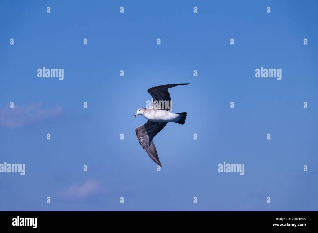 Cuánto mide el ave voladora más grande del mundo 1 un majestuoso pajaro albatros errante que se eleva por el cielo sus alas se extienden en una elegante exhibicion 2rk4f63