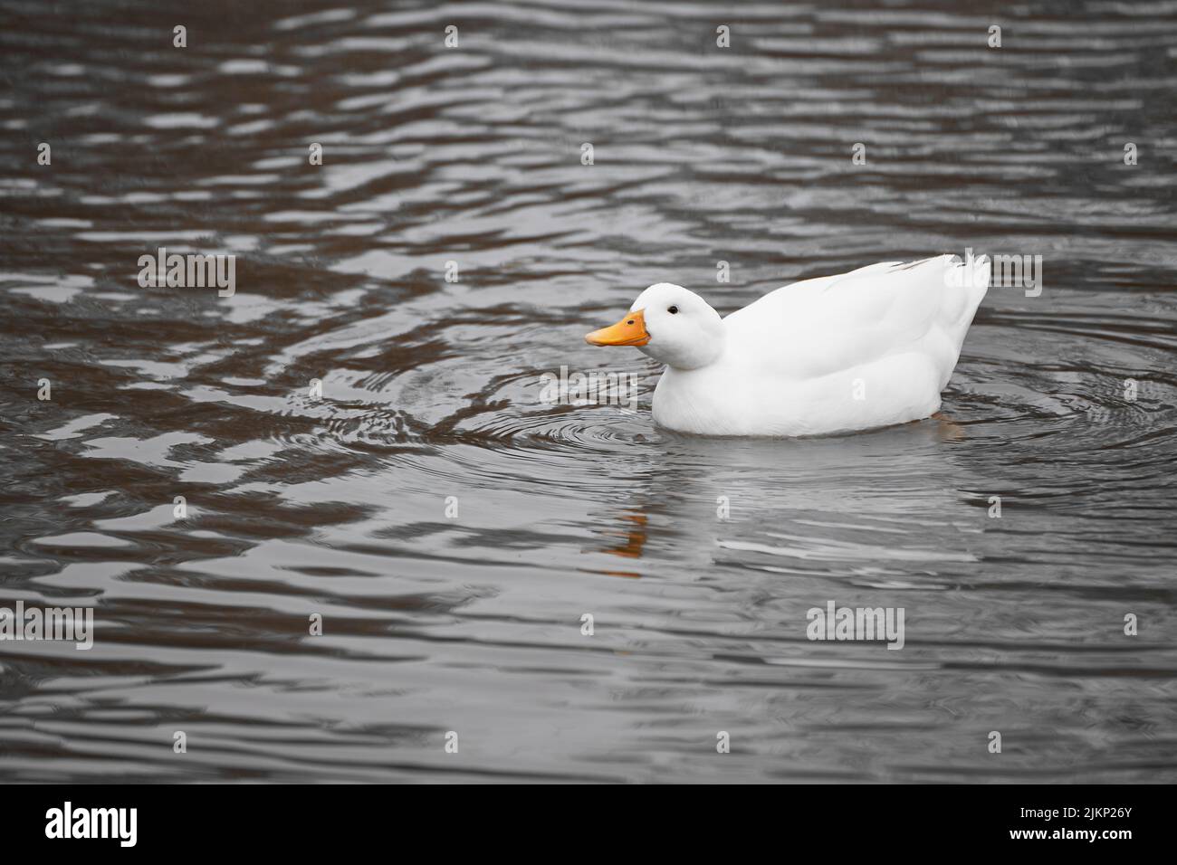 Patitos blancos en un estanque tranquilo