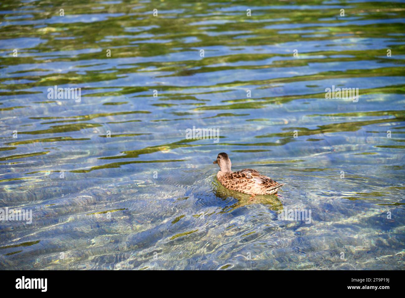 Qué ave nada más rápido: Descubriendo velocidades insólitas 3 Aves nadando en aguas cristalinas