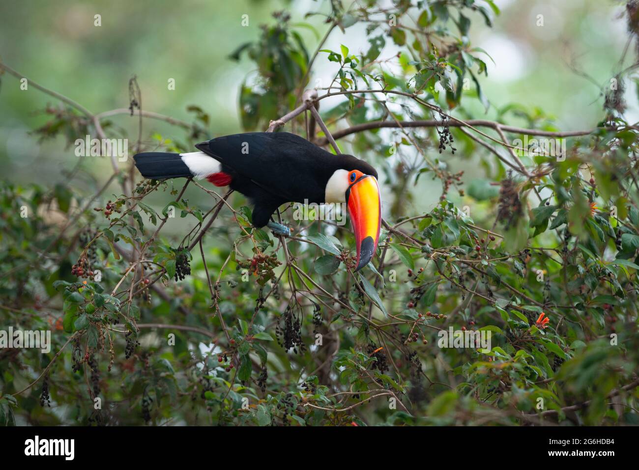 Qué comen los tucanes y cuántos años viven 3 Tucanes alimentándose de frutas en la selva