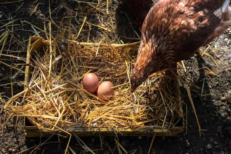 Por qué mi gallina saca sus huevos 1 una gallina poniendo huevos en su nido gallinero 192113988 1