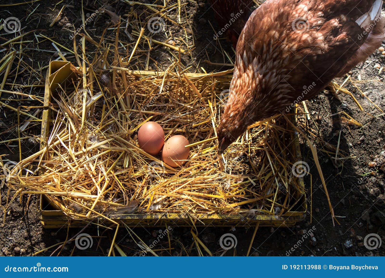 Por qué mi gallina saca sus huevos 2 Gallina poniendo huevos en un nido
