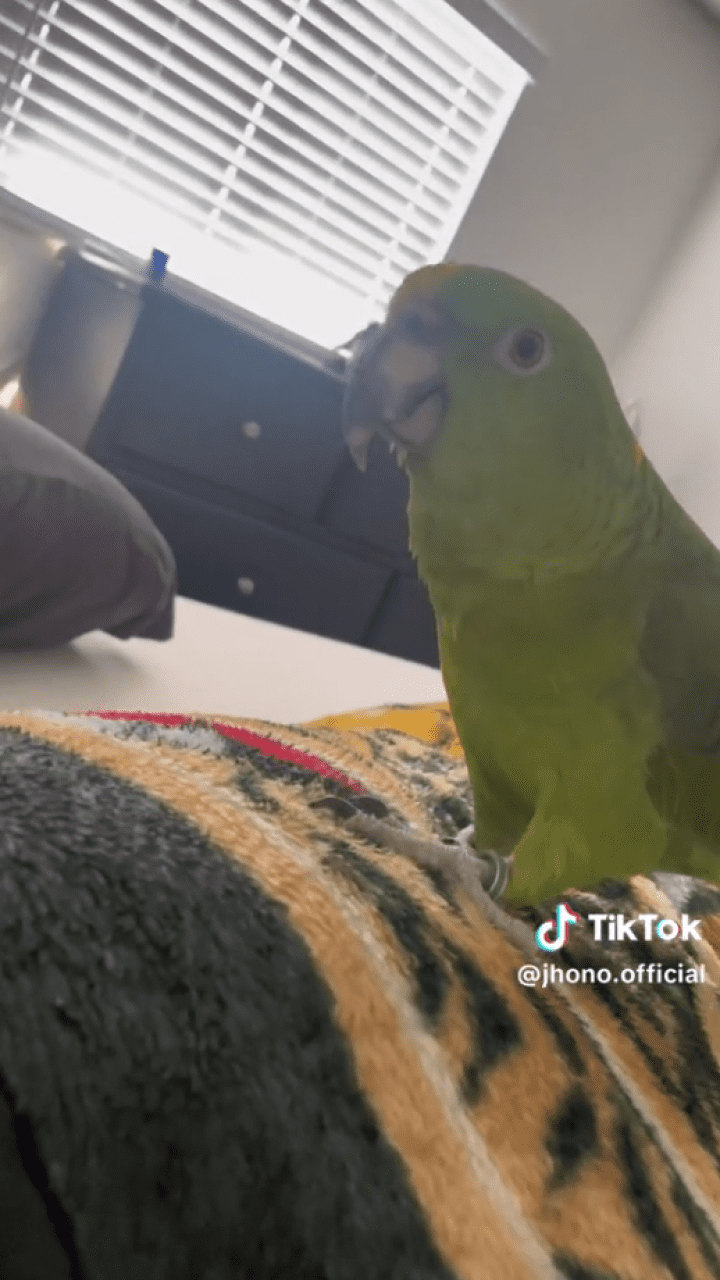 Loro respondiendo al llamado de su dueño