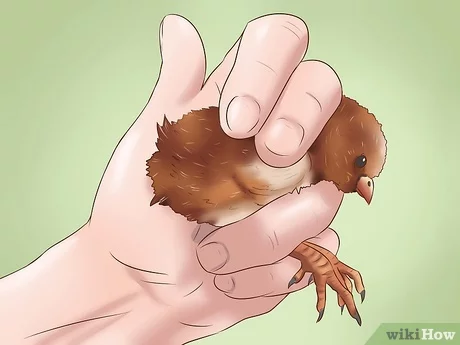 Pollito Rhode Island Red siendo sexado manualmente