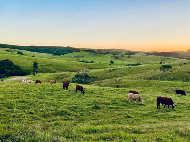 Vacas pastando en un campo verde