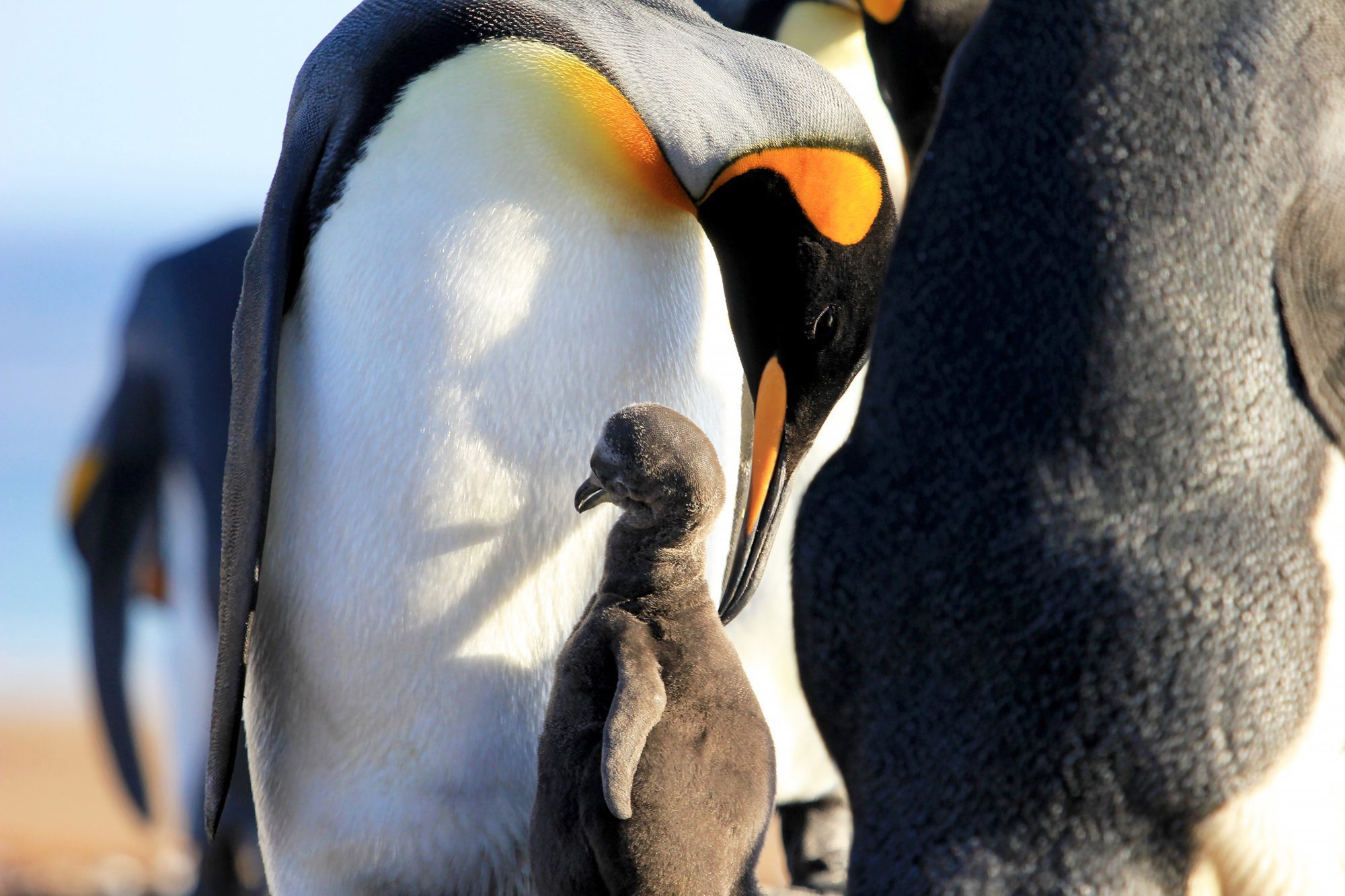 Pingüinos cuidando a sus crías juntos