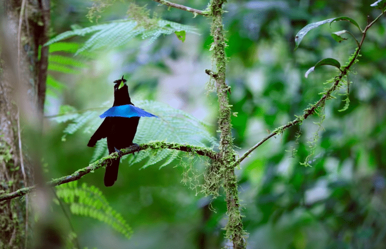 Cuántas especies de aves del paraíso existen 3 Aves del paraíso en su hábitat natural
