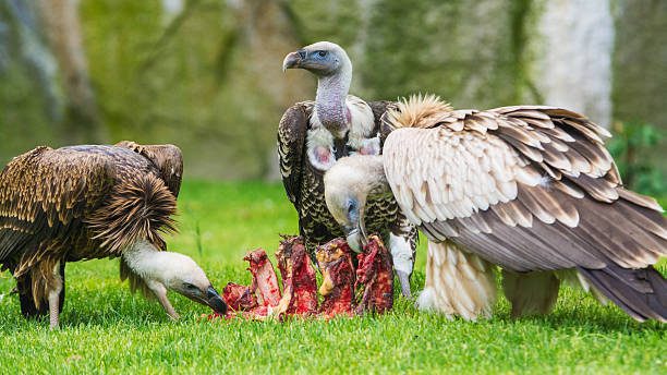 Buitres alimentándose en grupo en la naturaleza